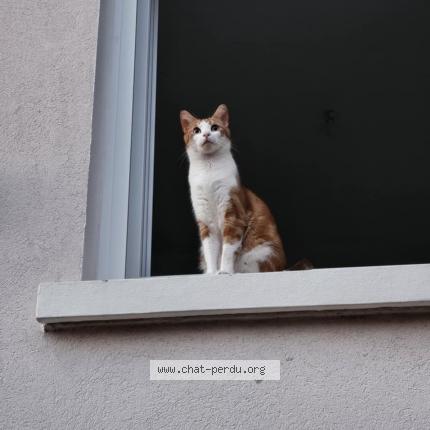 Photo 1/1 Tigrou Chat lost in Asnieres les bourges