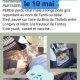 Picture of cat lost at Fontoy Neufchef