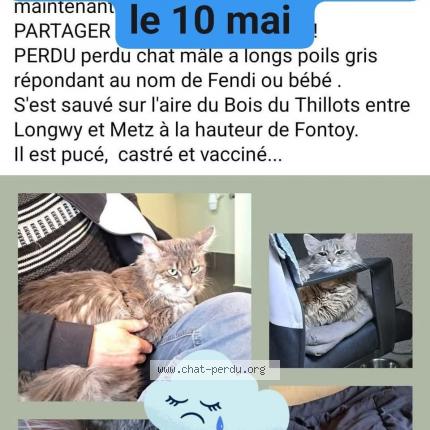 Photo 1/1 Fendi ou bébé Chat lost in Fontoy neufchef