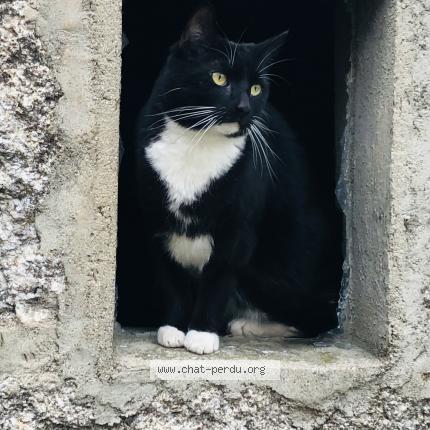 Photo 1/1 Pop Chat lost in Biarritz