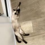 Picture of cat found at Grenay