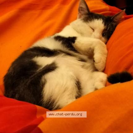 Photo 1/1 Misouri Chat lost in Jambes