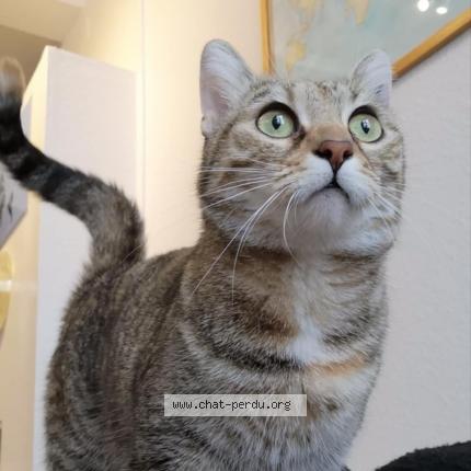 Photo 1/1 Minou Chat lost in Rennes