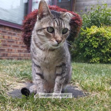 Photo 1/1 Cat reunited Lost in Bailleul