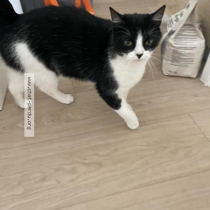 Photo 1/1 Found cat Found in Bruxelles