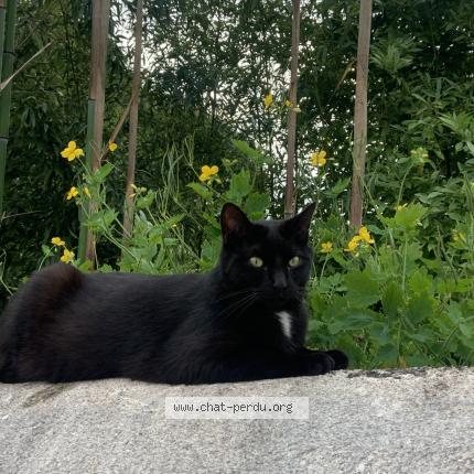 Photo 1/1 Tilou Chat lost in Azay le rideau