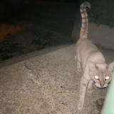 Picture of cat found at Paris