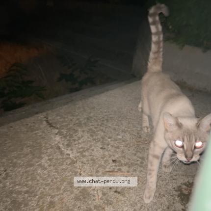 Photo 1/1 Found cat Found in Paris