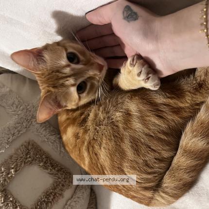 Photo 1/1 Honey Chat lost in Gallargues le montueux