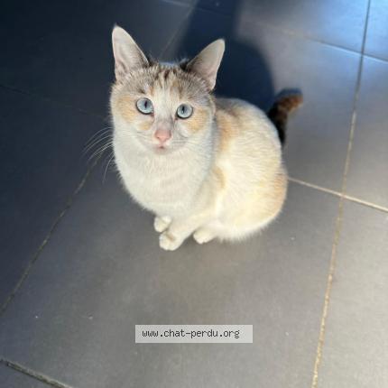 Photo 1/1 Plume Chat lost in Saint maixant