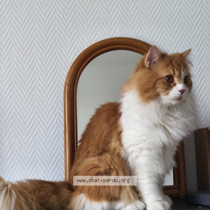 Photo 1/1 Nugget Chat lost in Creteil