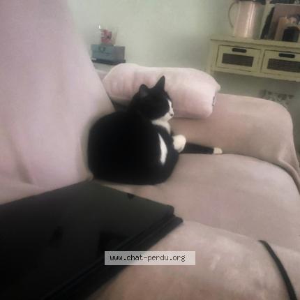 Photo 1/1 Plume Chat lost in Pluneret