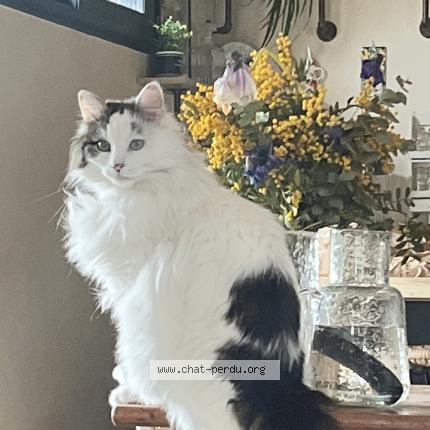 Photo 1/1 Neige Chat lost in Deyme