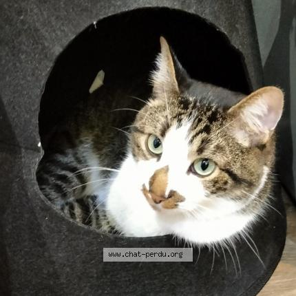 Photo 2/2 Pompon Chat lost in Montauban