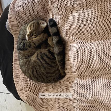 Photo 1/1 Torpez Chat lost in Aix en provence