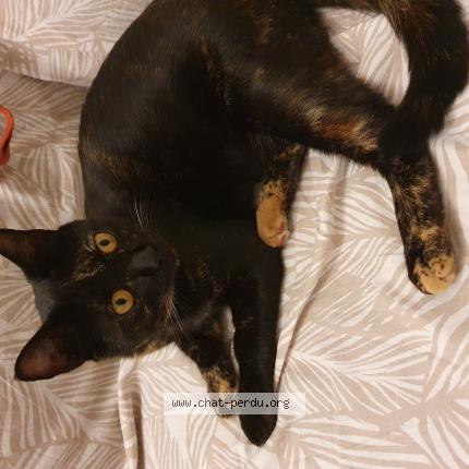 Photo 1/1 Gaïa Chat lost in Marseille