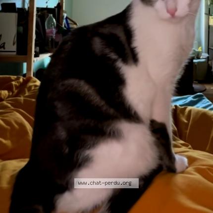 Photo 1/1 Yuma Chat lost in Villeurbanne