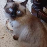 Picture of cat lost at Paris