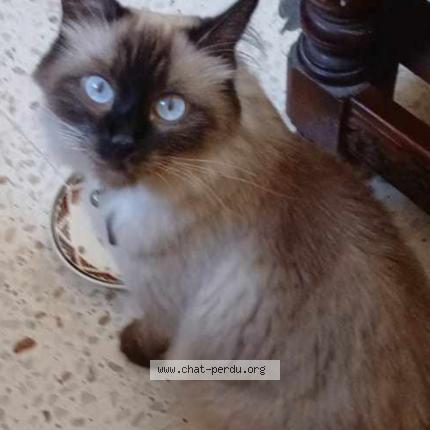 Photo 1/1 Sitta Chat lost in Paris