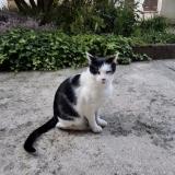 Picture of cat lost at Varennes Vauzelles