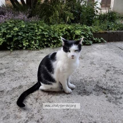 Photo 1/1 Pistache Chat lost in Varennes vauzelles