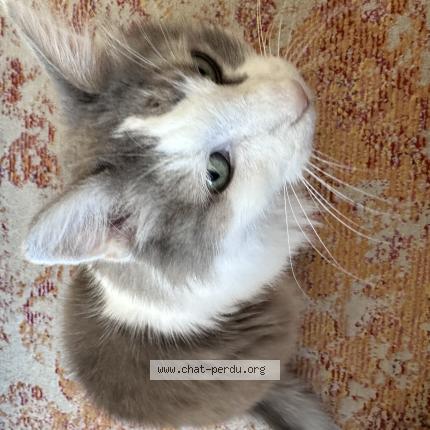 Photo 1/1 Crebis Chat lost in Port vendres