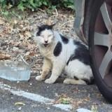 Picture of cat found at Montpellier