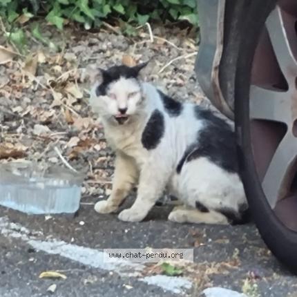 Photo 1/1 Found cat Found in Montpellier