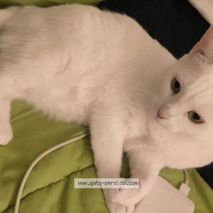 Photo 1/1 Shansa Chat lost in Malaga