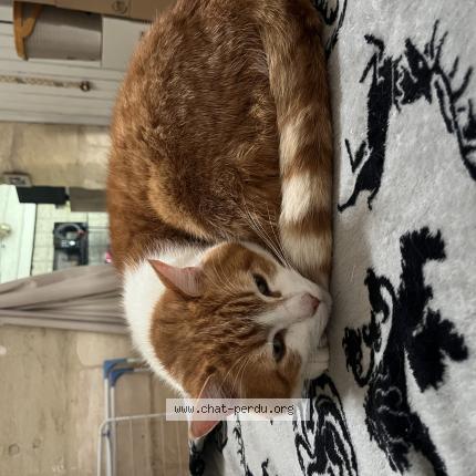 Photo 1/1 Tigrou Chat lost in Goven