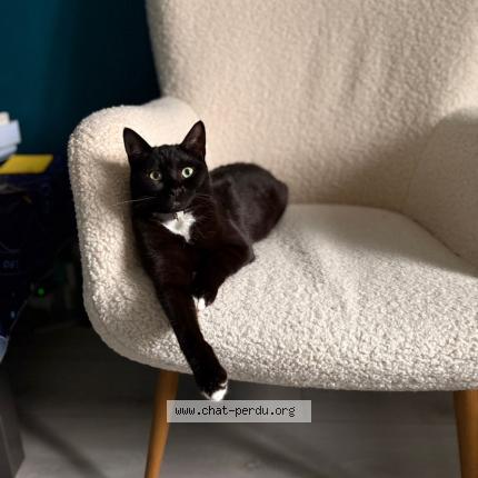 Photo 1/1 Tara Chat lost in Lons le saunier