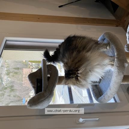 Photo 1/1 Utah Chat lost in Messey sur grosne