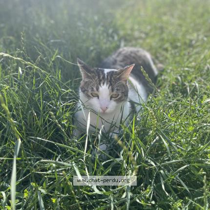 Photo 1/1 Sky Chat lost in Corbeil essonnes