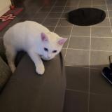 Picture of cat lost at Brax