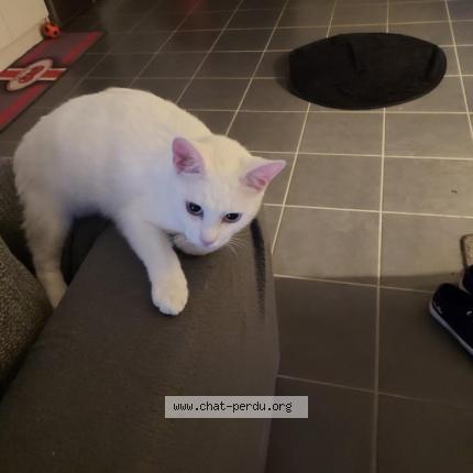 Photo 1/1 Fiona Chat lost in Brax