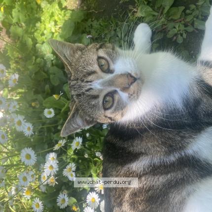 Photo 1/1 Pixie Chat lost in Montargis