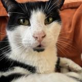 Picture of cat lost at Olivos Vicente Lopez