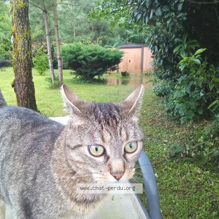 Photo 1/1 Tyson Chat lost in Monnaie