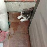 Picture of cat found at Quesnoy Sur Deule