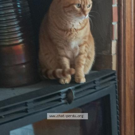 Photo 1/1 Honoré Chat lost in Flers