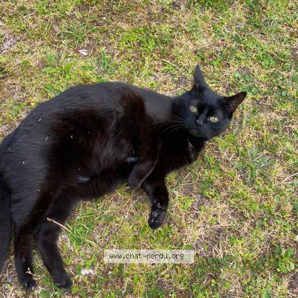 Photo 1/1 lola Chat lost in Triel sur seine