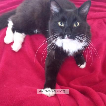 Photo 1/1 Neko Chat lost in Pontoise