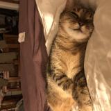 Picture of cat lost at Mainvilliers