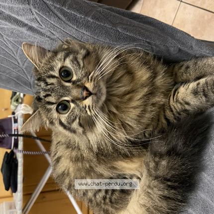 Photo 1/1 Tom Chat lost in Champigny sur marne