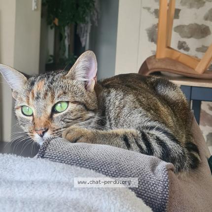 Photo 1/1 Yumi Chat lost in Le poire sur vie