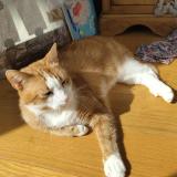 Picture of cat lost at Montrouge