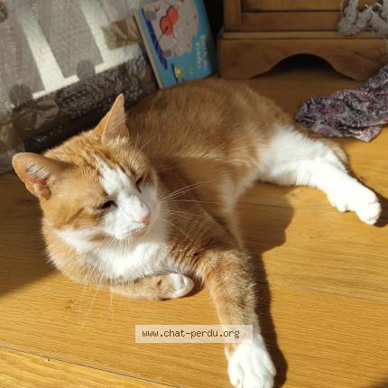 Photo 1/1 Mozko Chat lost in Montrouge