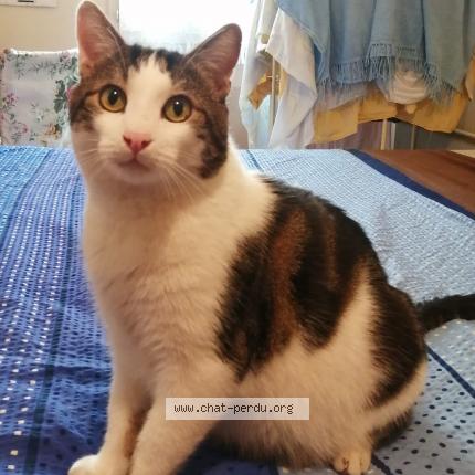 Photo 1/1 Cat reunited Found in Carcassonne