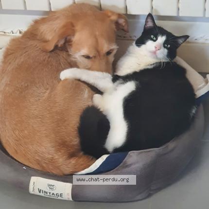 Photo 1/1 Cat reunited Lost in Nantes