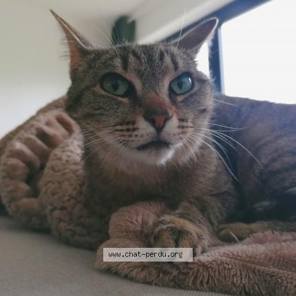 Foto van vermiste kat in Watermaal Bosvoorde